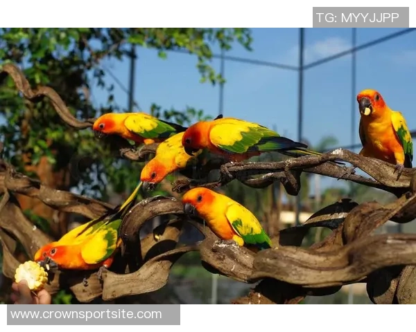 都柏林动物园为鹦鹉命名帕洛特引发热议带队杀入附加赛 都柏林动物园为鹦鹉命名帕洛特引发热议带队杀入附加赛